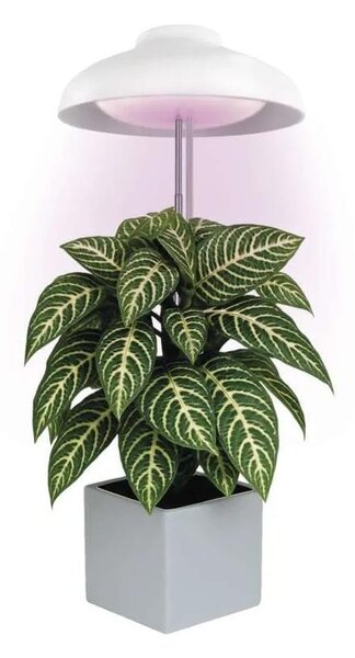 Lampada LED da interno per la coltivazione di piante GROW LED/5W/5V