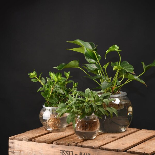 Vaso in plastica ø 12 cm - Esschert Design
