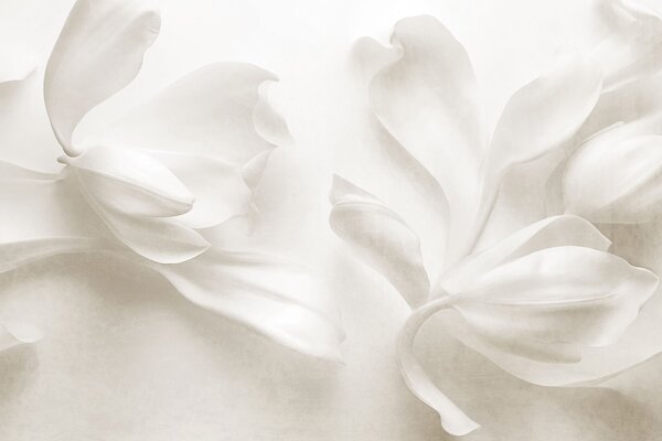 Carta da parati Fiori di magnolia bianchi dalla trama ricca, con petali delicati,, Carta da parati 3D, Carta da parati Fiori 3D, w09771 : Uwalls.it