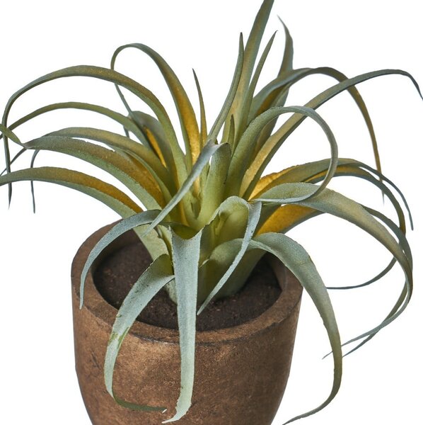 Piante artificiali in set da 4 (altezza 10 cm) Cactus - Casa Selección