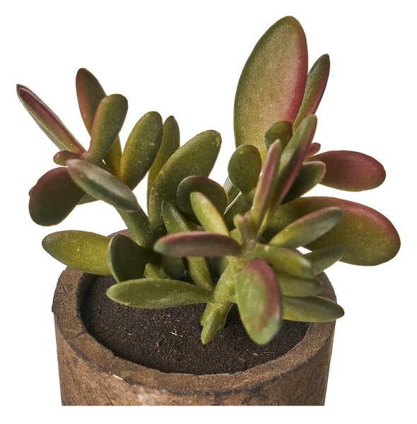Piante artificiali in set da 4 (altezza 10 cm) Cactus - Casa Selección