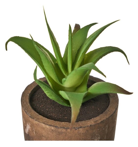 Piante artificiali in set da 4 (altezza 10 cm) Cactus - Casa Selección