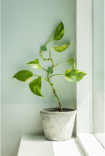 Clip per piante in plastica riciclata 10 pz. - Esschert Design