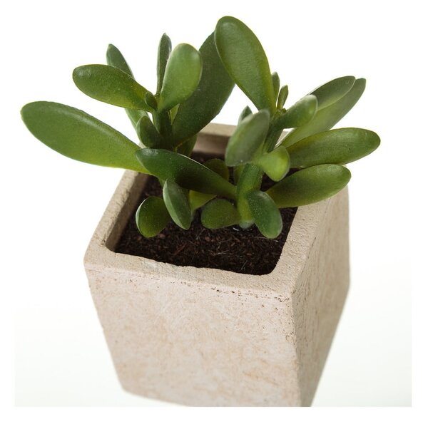 Piante artificiali in set da 6 (altezza 9,5 cm) Cactus - Casa Selección