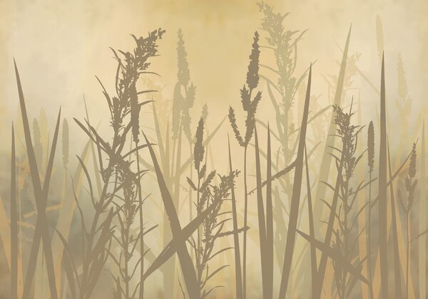 Carta da parati Erba alta in un campo avvolto dalla nebbia, Carta da parati Natura, Carta da parati popolare, t00996 - Tapeko.it