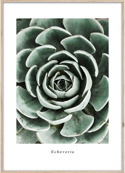 Dipinto 50x70 cm Echeveria – Styler