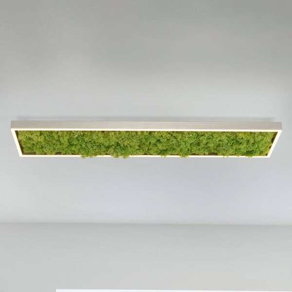 JUST LIGHT. GmbH Plafoniera a LED Green Knut, dimmerabile, Verde, Soggiorno / Sala da pranzo, Moderno, Plafoniera LED