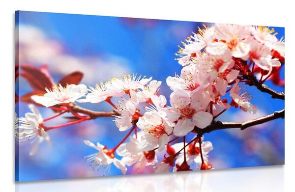 Quadro su tela – Fiore di ciliegio