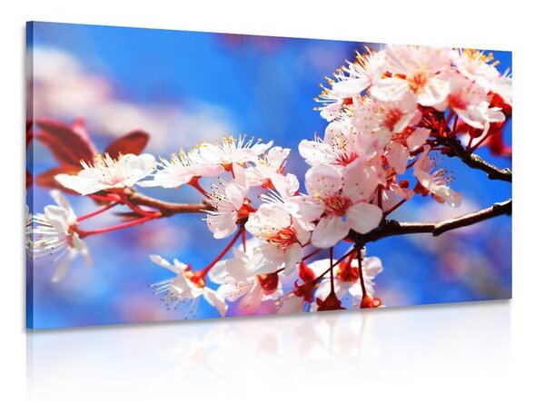 Quadro su tela – Fiore di ciliegio
