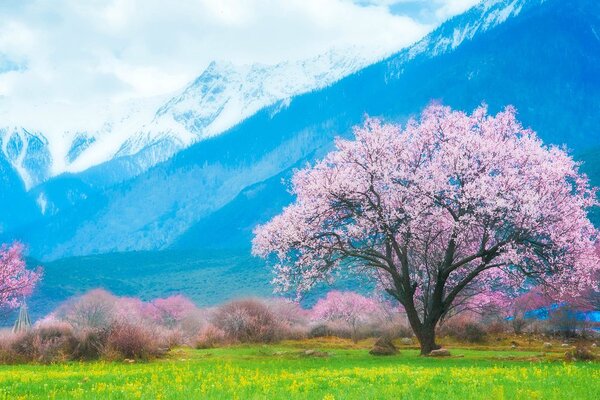 Quadro su tela – Albero magico tra le montagne