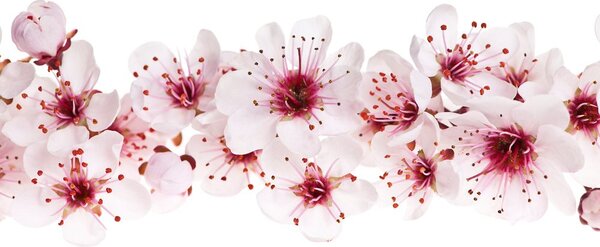 Stampa su tela – Fiori di ciliegio