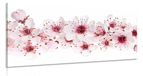 Stampa su tela – Fiori di ciliegio