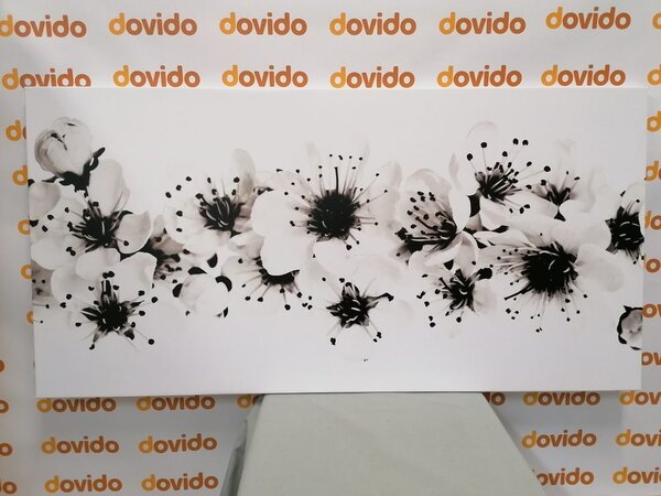 Quadro su tela – Fiori di ciliegio in bianco e nero