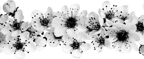 Quadro su tela – Fiori di ciliegio in bianco e nero