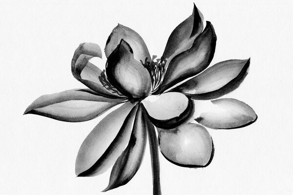 Quadro su tela – Fiore di loto acquerellato in bianco e nero
