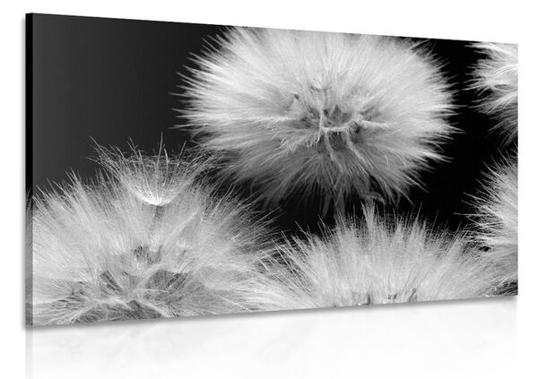 Quadro su tela – Dente di leone in bianco e nero