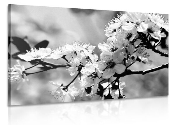 Stampa su tela – Fiore di ciliegio in bianco e nero
