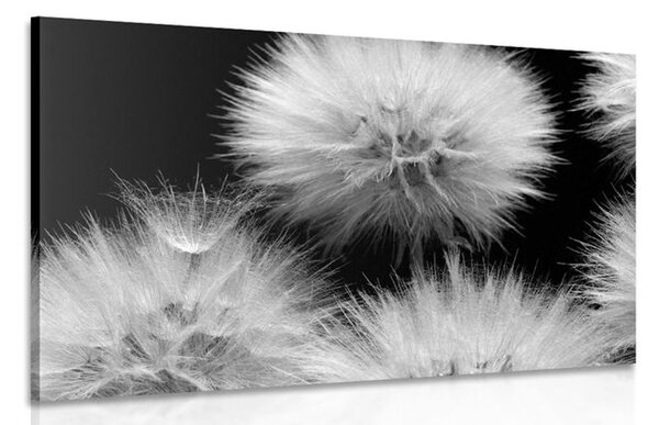 Quadro su tela – Dente di leone in bianco e nero