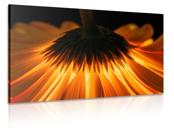 Stampa su tela – Gerbera su sfondo scuro