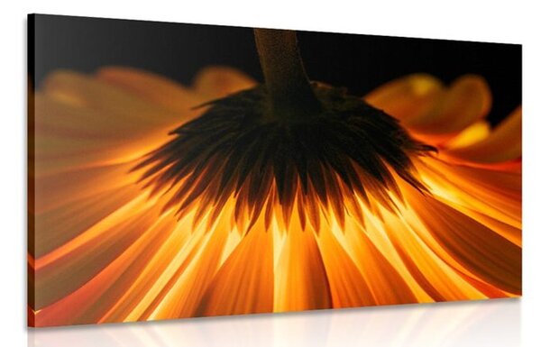 Stampa su tela – Gerbera su sfondo scuro