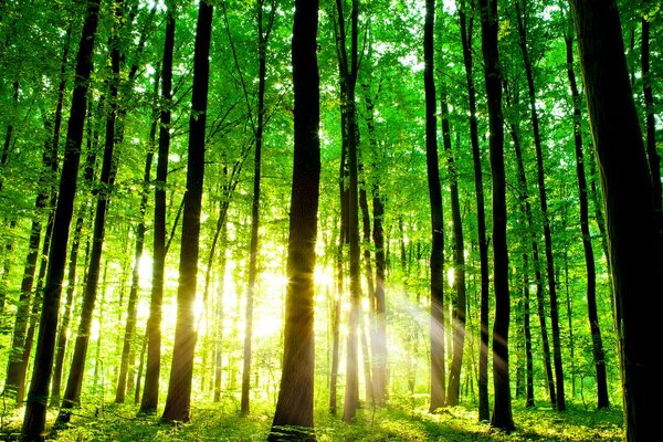 Stampa su tela – Foresta verde fresca