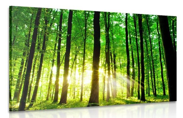 Stampa su tela – Foresta verde fresca