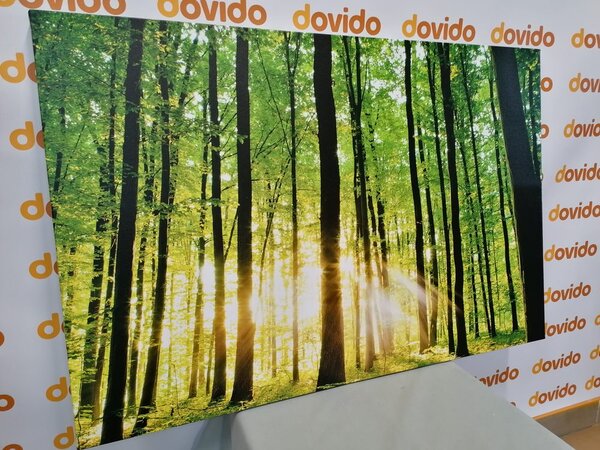 Stampa su tela – Foresta verde fresca