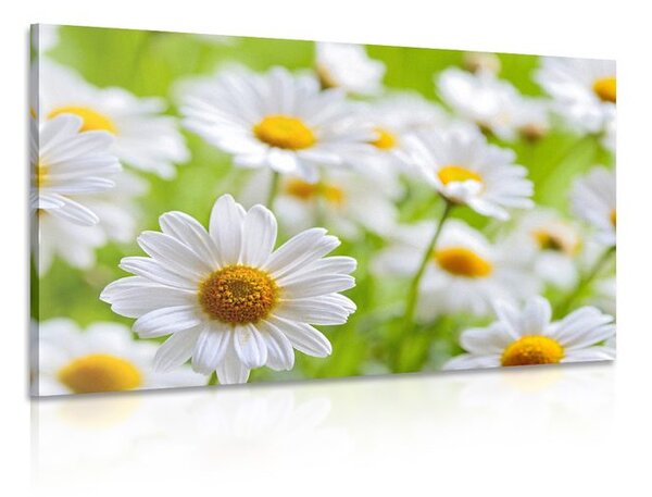Stampa su tela – Prato primaverile pieno di fiori