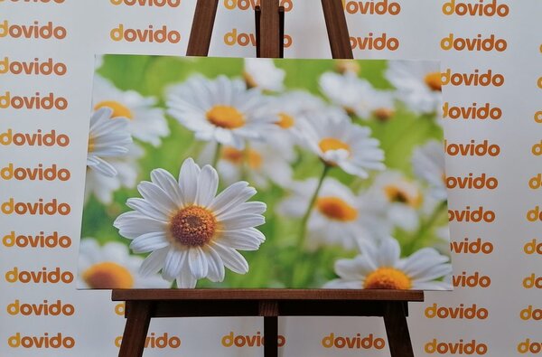 Stampa su tela – Prato primaverile pieno di fiori