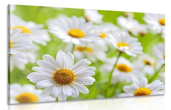 Stampa su tela – Prato primaverile pieno di fiori