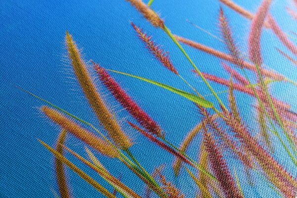 Quadro su tela – Erba selvaggia sotto il cielo blu