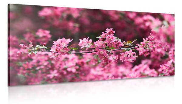 Stampa su tela – Dettaglio di fiori di ciliegio