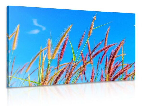 Quadro su tela – Erba selvaggia sotto il cielo blu
