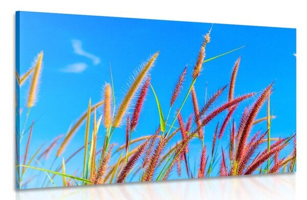 Quadro su tela – Erba selvaggia sotto il cielo blu