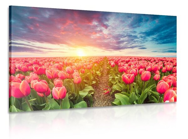 Stampa su tela – Alba sopra il prato con tulipani