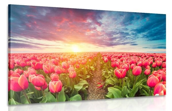 Stampa su tela – Alba sopra il prato con tulipani