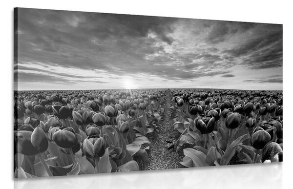 Quadro su tela – Alba sopra il prato con tulipani in bianco e nero