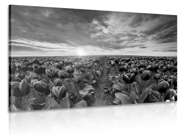 Quadro su tela – Alba sopra il prato con tulipani in bianco e nero