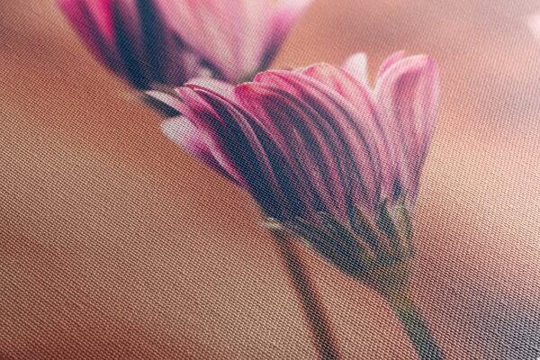 Stampa su tela – Margherite rosa delicate