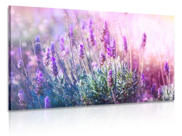Quadro su tela – Fiori magici di lavanda