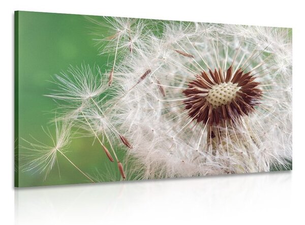 Quadro su tela – Semi di soffione