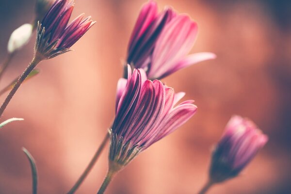 Stampa su tela – Margherite rosa delicate