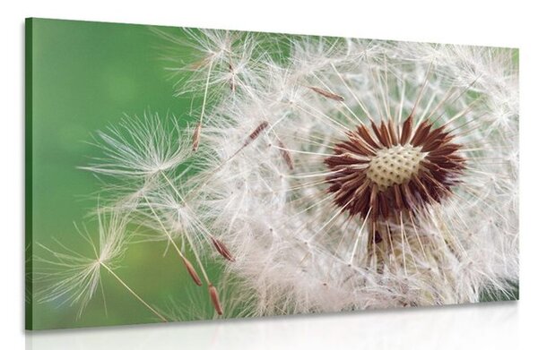 Quadro su tela – Semi di soffione