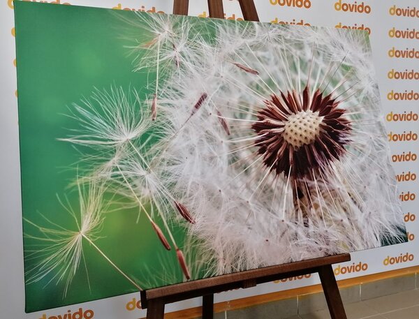 Quadro su tela – Semi di soffione