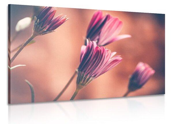 Stampa su tela – Margherite rosa delicate