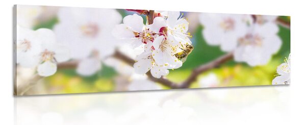 Stampa su tela – Fiori dell'albero in primavera