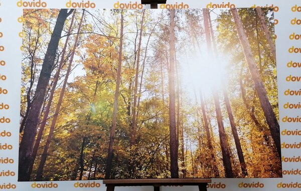 Quadro su tela – Foresta nei colori autunnali