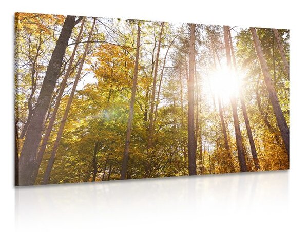 Quadro su tela – Foresta nei colori autunnali