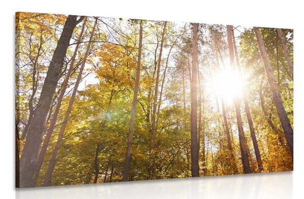 Quadro su tela – Foresta nei colori autunnali