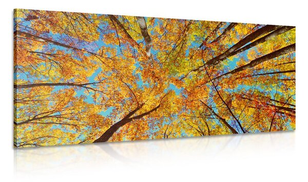 Quadro su tela – Corone autunnali degli alberi